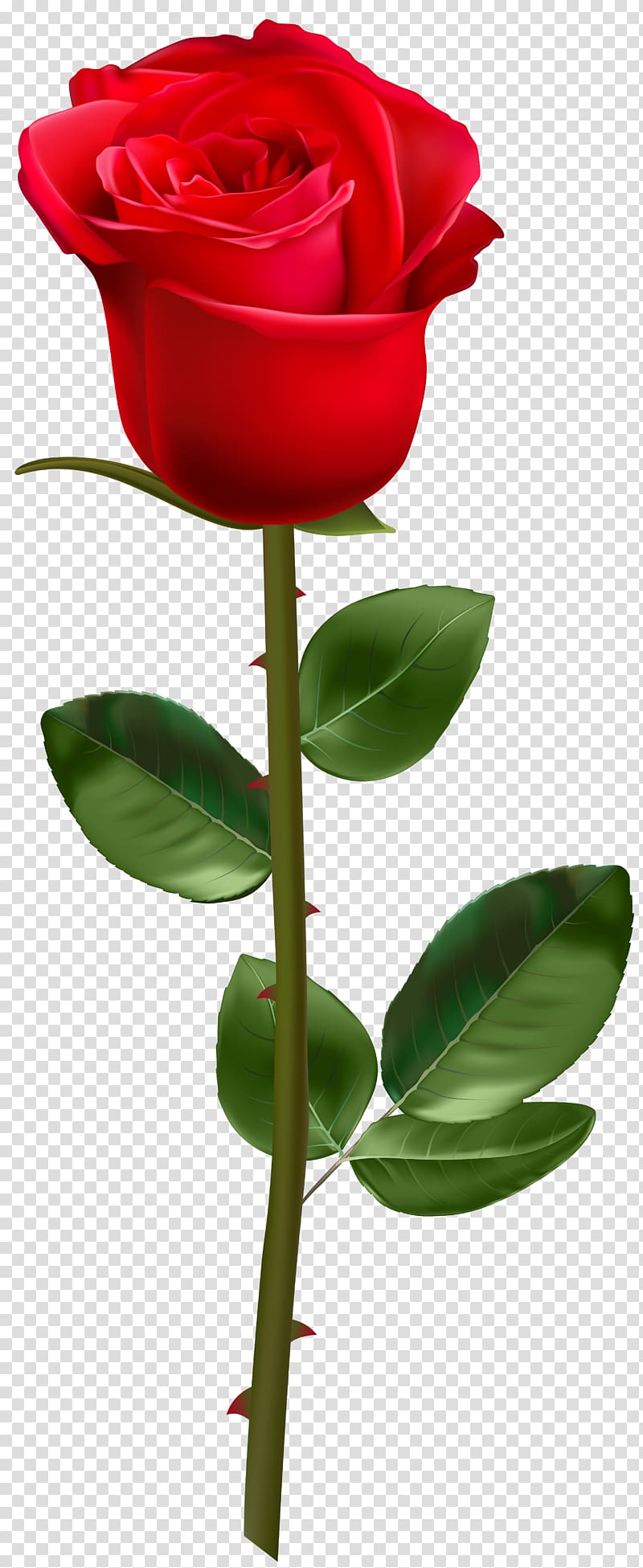 Rose Plant stem , rose transparent background PNG clipart