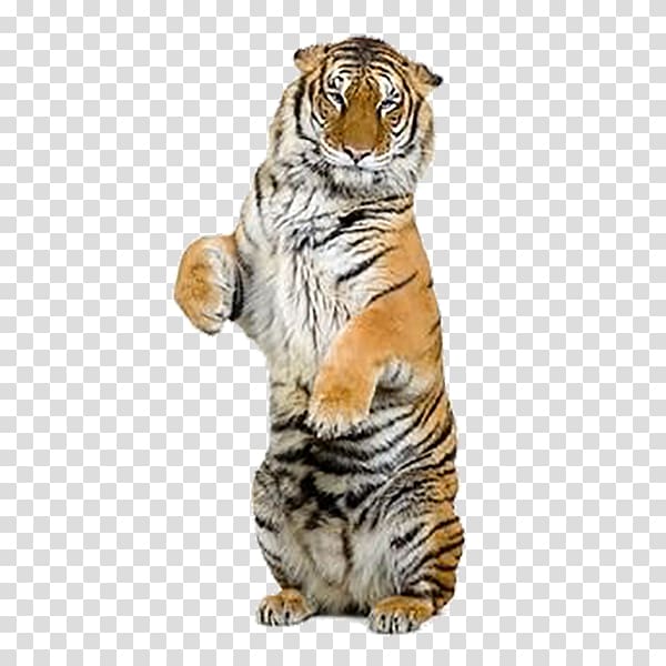 Indochinese tiger Jaguar Siberian Tiger , Tiger Creative transparent background PNG clipart