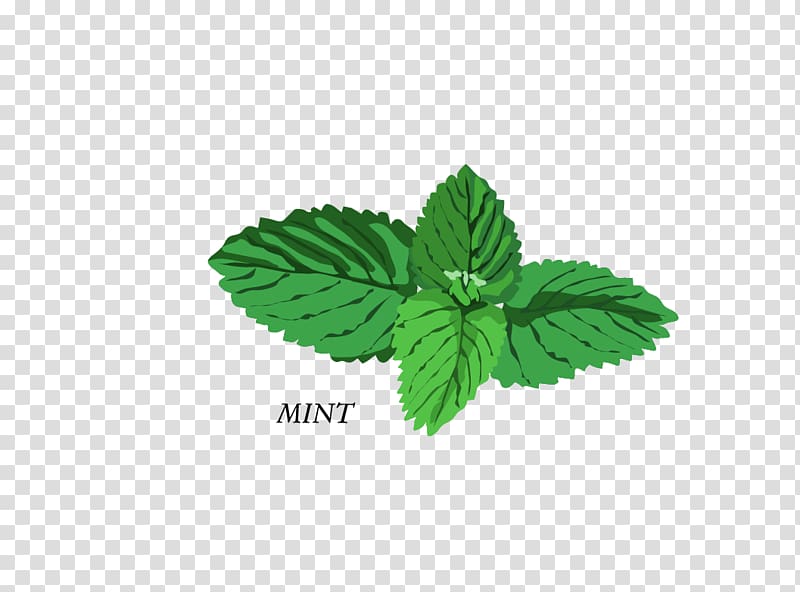 Herb Basil Mint , mint tree transparent background PNG clipart