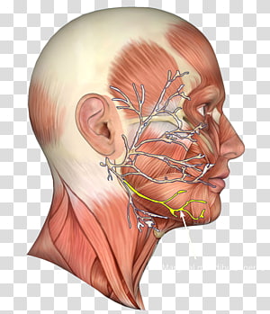 Head,Neck,Jaw PNG Clipart - Royalty Free SVG / PNG