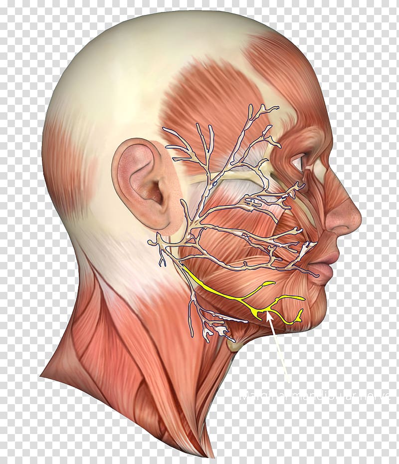 Jaw Facial nerve Chin Muscle, nerve transparent background PNG clipart