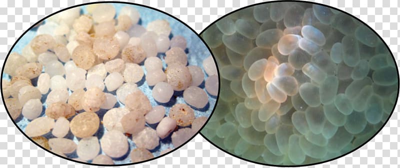 Plastic particle water pollution Microplastics Material Pelletizing, ocean trash transparent background PNG clipart