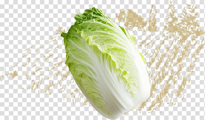Romaine lettuce Napa cabbage Spring greens Capitata Group Vegetable, chinese cabbage transparent background PNG clipart