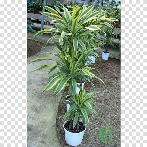 Dracaena fragrans Arecaceae Dracaena reflexa var. angustifolia Houseplant, plant transparent background PNG clipart