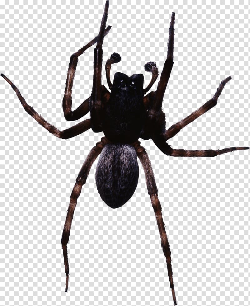 Black house spider Cheiracanthium inclusum Widow spiders Peucetia viridans, Spider transparent background PNG clipart