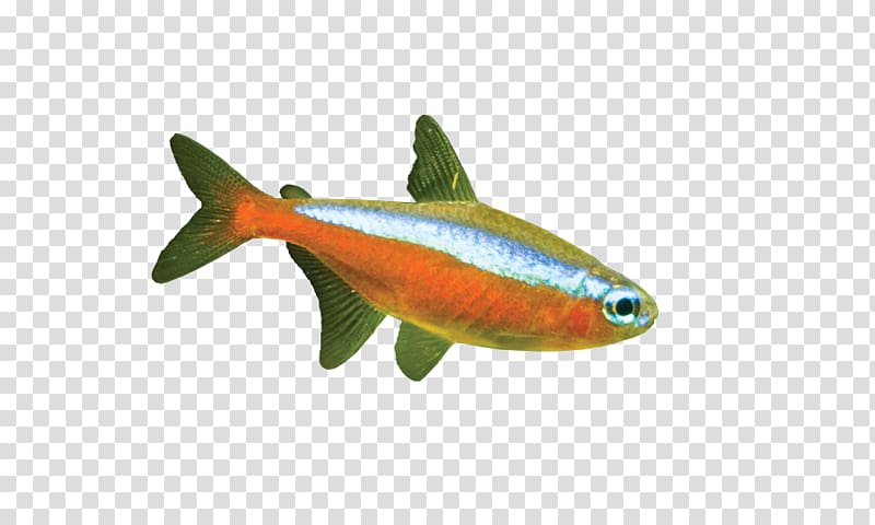 Milkfish Marine biology Fauna, fish transparent background PNG clipart