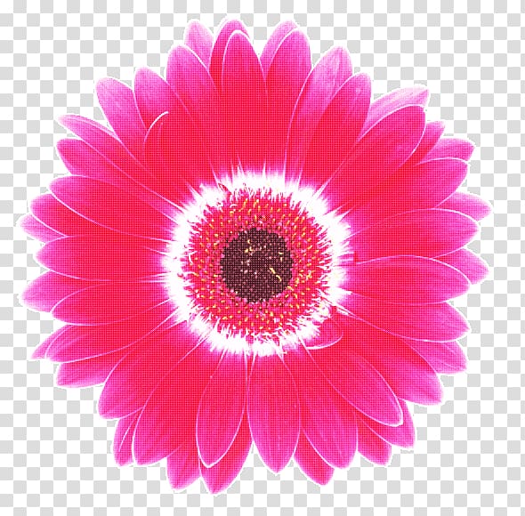 Transvaal daisy Cut flowers Petal Magenta, private appointment transparent background PNG clipart