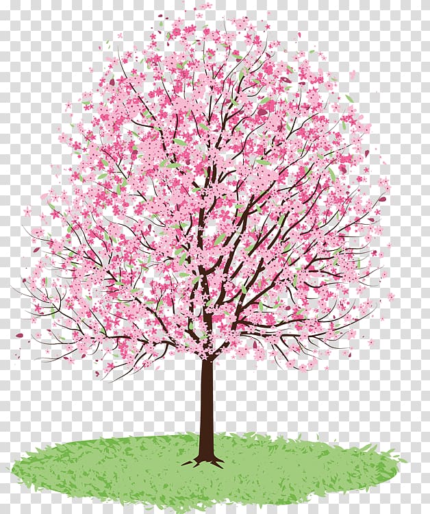 Cherry blossom Drawing Tree Watercolor painting, cherry tree transparent background PNG clipart