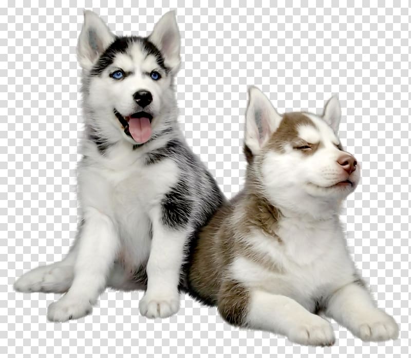 two sable and black Siberian husky puppies, Siberian Husky Puppy Pet, Meng Meng da Husky transparent background PNG clipart