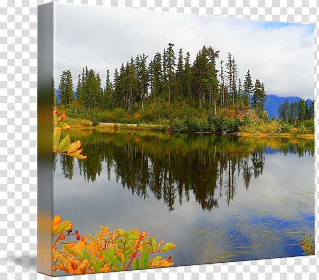 Water resources Pond Gallery wrap Ecosystem Canvas, Leaf transparent background PNG clipart