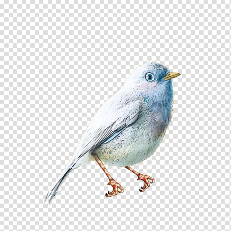 Bird , Cute little birds transparent background PNG clipart