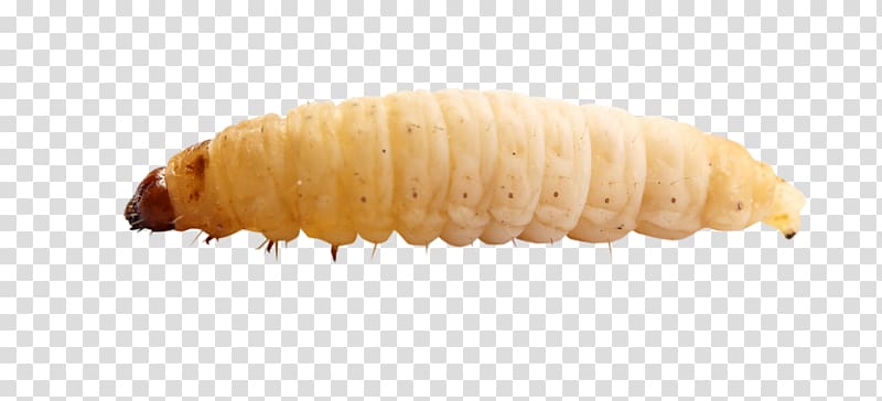 Maggots transparent background PNG clipart