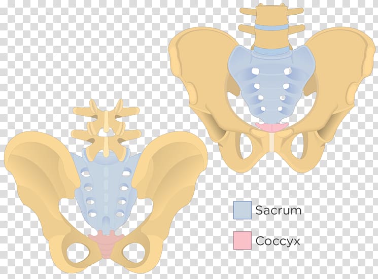 Iliopectineal line Sacrum Coccyx Pelvis Bone, Sacrum transparent background PNG clipart