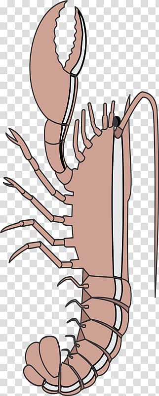 Crab Thumb Human leg Decapoda , crust transparent background PNG clipart