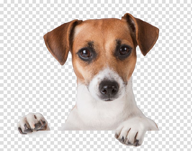 close-up of tan and white Jack Russell terrier puppy, Dog grooming Puppy Pet Veterinarian, dogs transparent background PNG clipart