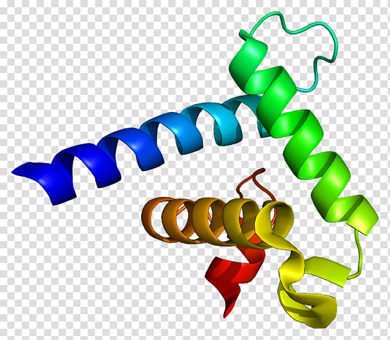 CREB-binding protein p300-CBP coactivator family EP300, others transparent background PNG clipart