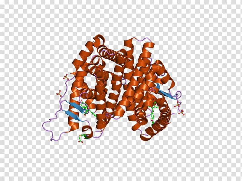 Estrogen receptor alpha Nuclear receptor DNA-binding domain, Estrogen Receptor transparent background PNG clipart