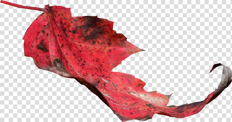 Maple leaf Autumn leaf color, Leaf transparent background PNG clipart