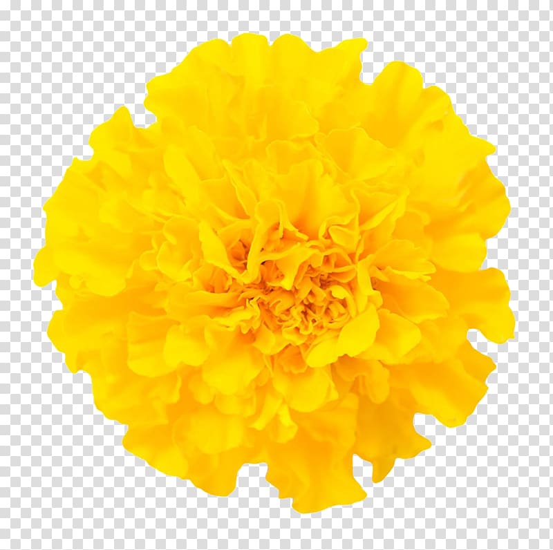 marigold close free transparent background PNG clipart
