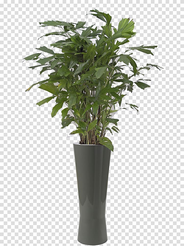 Philodendron xanadu Plant Bamboo Schefflera arboricola Tree, Caryota Mitis transparent background PNG clipart