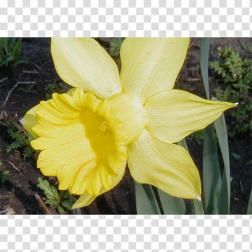 Narcissus Canna Flower Petal Daylily, daffodil transparent background PNG clipart