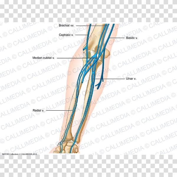 Thumb Vein Forearm Human anatomy, hand transparent background PNG clipart