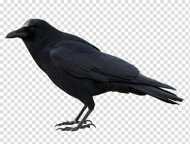 American crow Common raven , crow transparent background PNG clipart