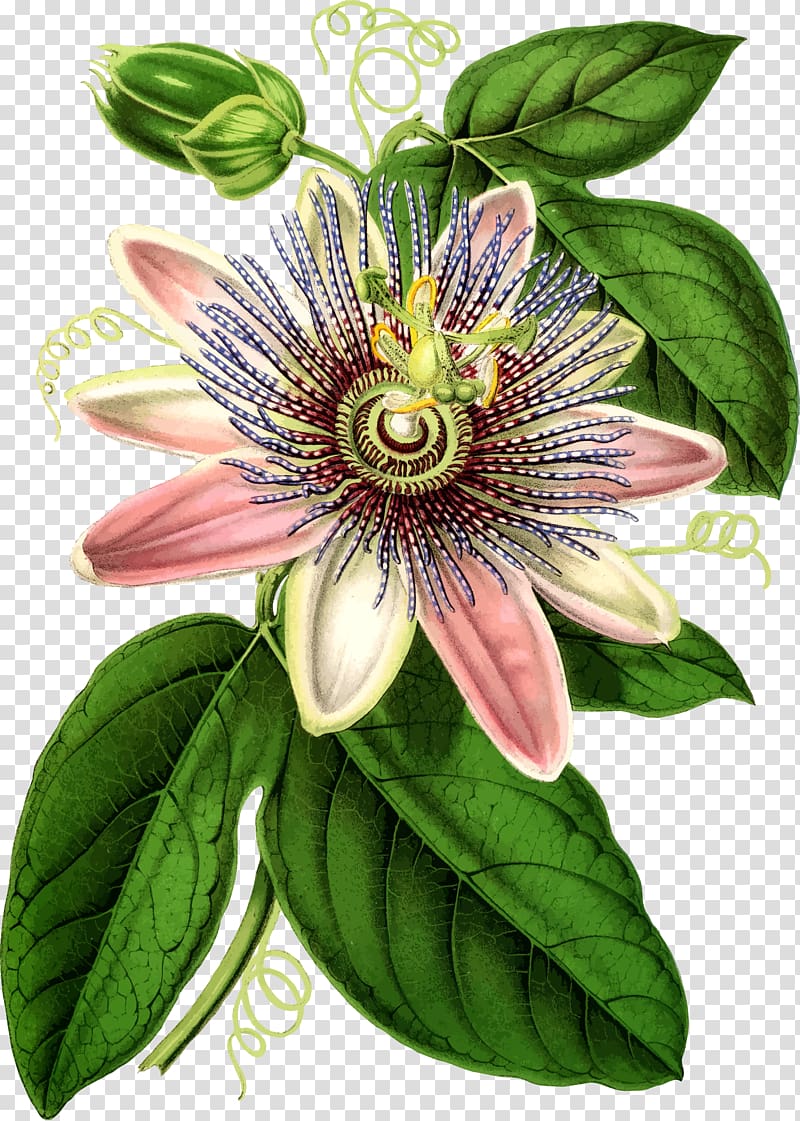 Purple passionflower Bluecrown Passionflower Botanical illustration Botany, flower transparent background PNG clipart