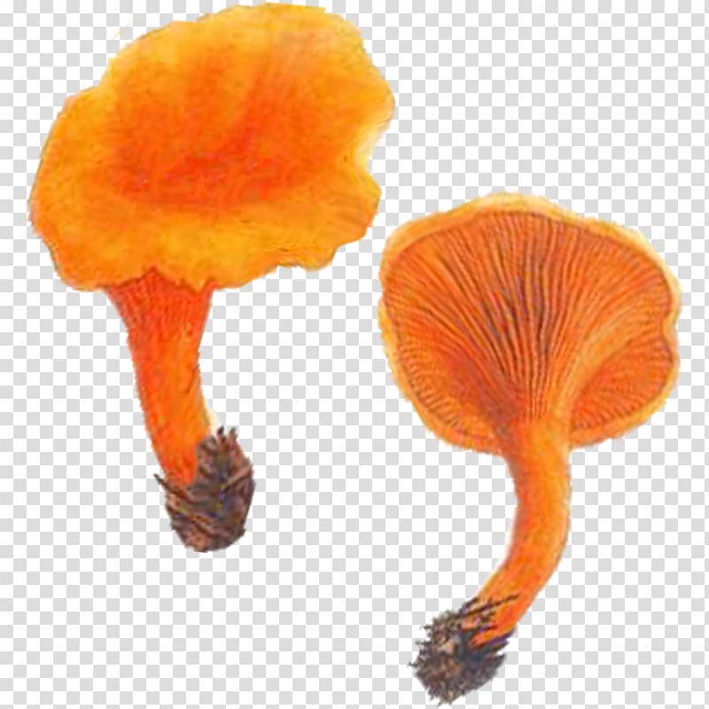 Edible mushroom Chanterelle Hygrophoropsis aurantiaca Fungus Suillellus luridus, Filmpolitiet transparent background PNG clipart