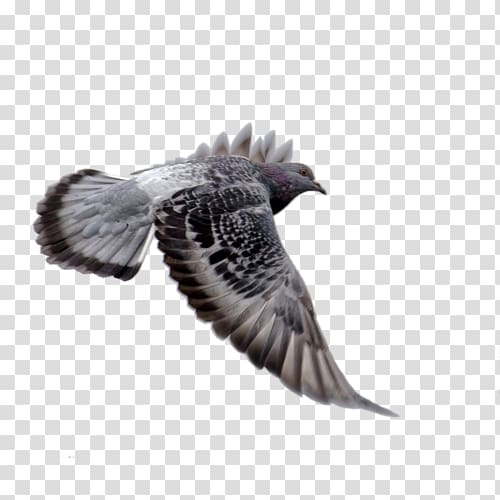 Columbidae Bird Squab Homing pigeon, Bird transparent background PNG clipart