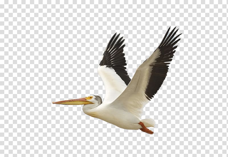 The Birds of America American white pelican Brown pelican National Audubon Society, flying bird transparent background PNG clipart