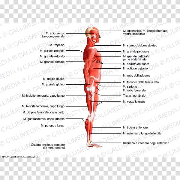 Homo sapiens Human body Trapezius muscle Muscular system, korean transparent background PNG clipart
