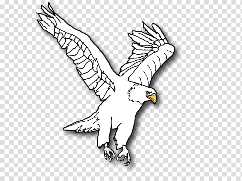 Bald Eagle Line art , eagle transparent background PNG clipart