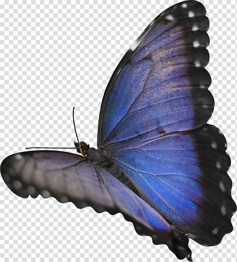 Butterfly Insect Morpho menelaus, blue butterfly transparent background PNG clipart