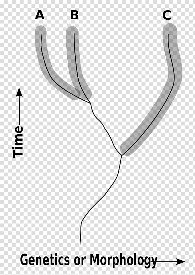 Wikimedia Foundation Cladistics Wikimedia Commons Species Taxonomic rank, others transparent background PNG clipart