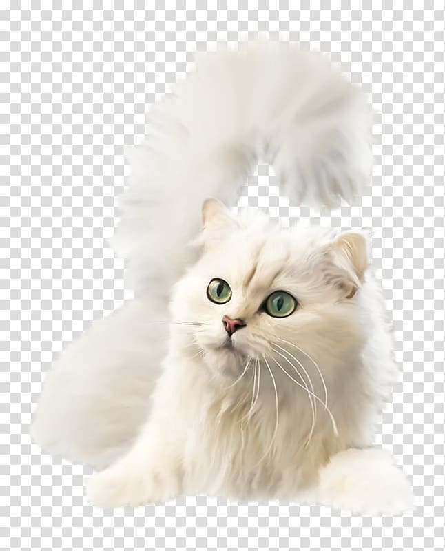 Kitten British Semi-longhair Asian Semi-longhair Burmilla Ragamuffin cat, kitten transparent background PNG clipart