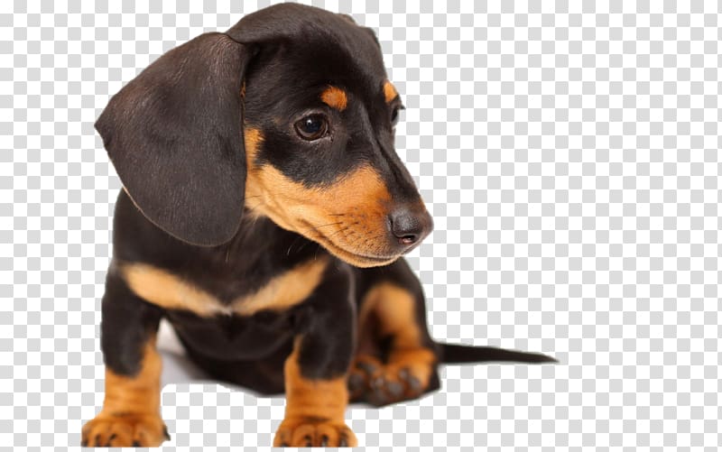 Dachshund Black and Tan Coonhound Puppy English Toy Terrier Chow Chow, puppy transparent background PNG clipart