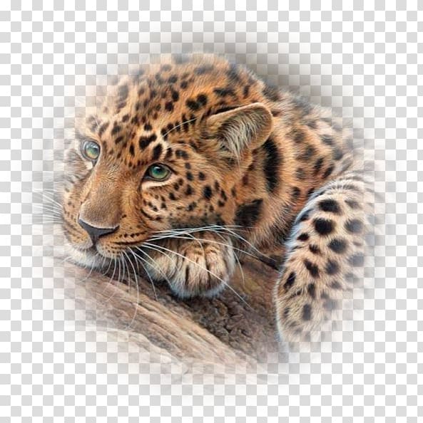 Jaguar Tiger Cheetah Bengal cat Leopard, jaguar transparent background PNG clipart