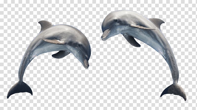 Spinner dolphin Common bottlenose dolphin Portable Network Graphics Transparency , dolphin transparent background PNG clipart