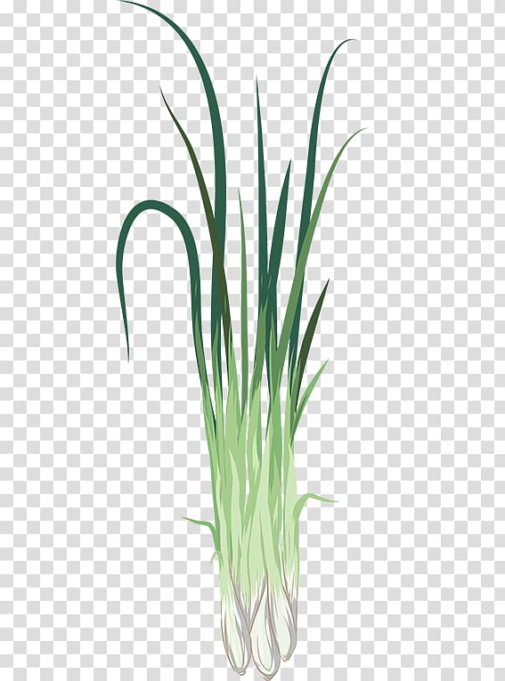 Chives Greenify Sweet Grass Plant Lemongrass, plant transparent background PNG clipart