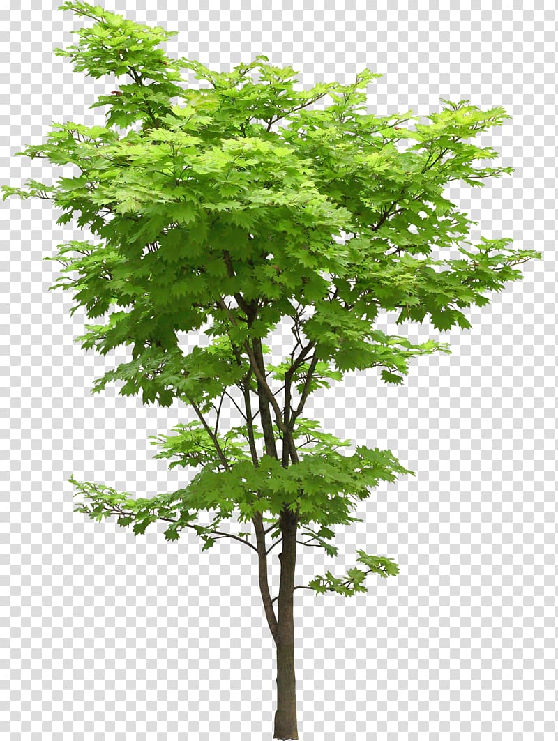 Tree Oak Japanese maple Acer truncatum Plant, tree transparent background PNG clipart
