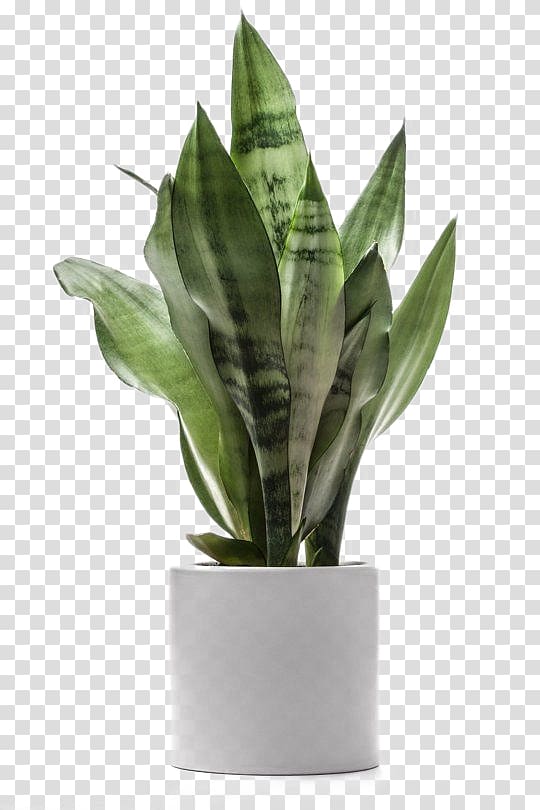 green plants potted large leaves deductible transparent background PNG clipart