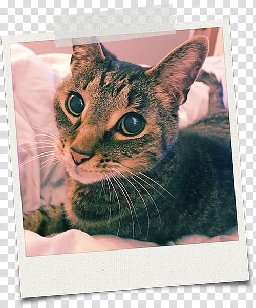 European shorthair Whiskers California spangled Dragon Li Kitten, kitten transparent background PNG clipart
