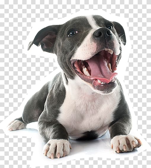 American Pit Bull Terrier Staffordshire Bull Terrier American Staffordshire Terrier, puppy transparent background PNG clipart