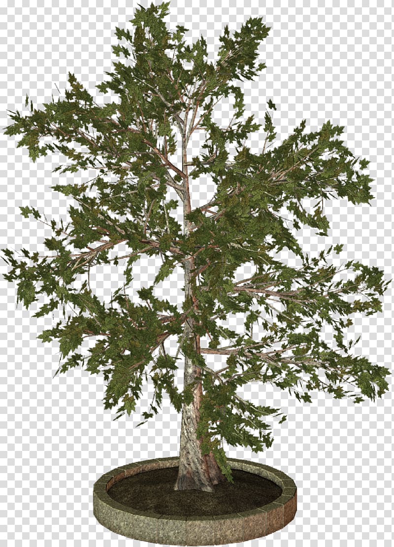 treelet Woody plant , fir-tree transparent background PNG clipart