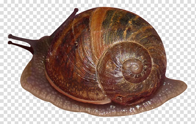 brown snail illustration, Sea snail, Snail transparent background PNG clipart