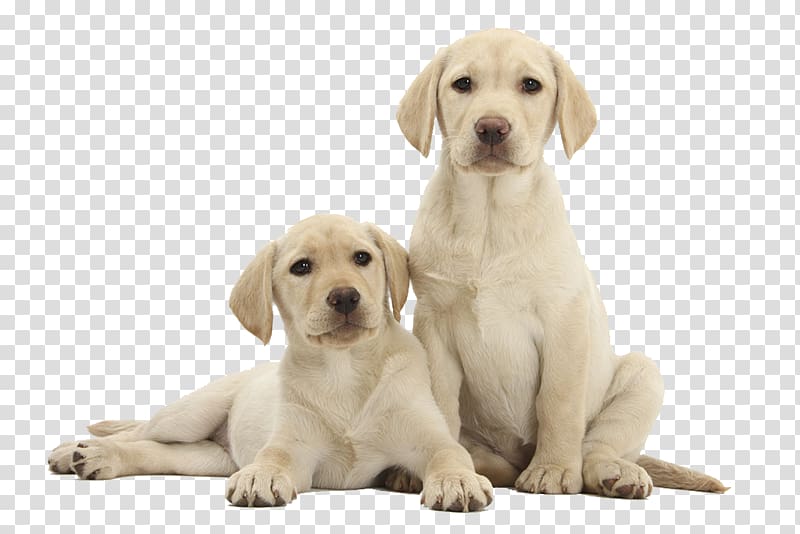 two white puppies, Labrador Retriever Golden Retriever Siberian Husky Alaskan Malamute Puppy, Two Labrador transparent background PNG clipart