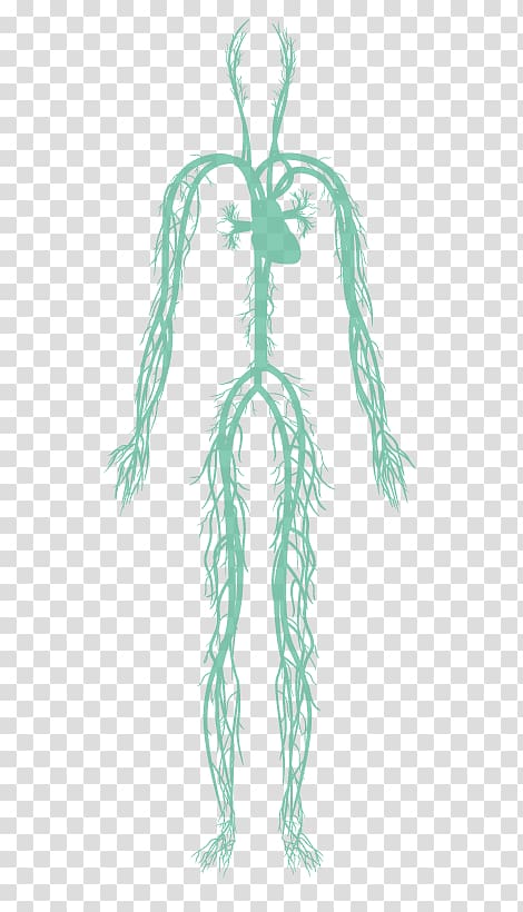 Circulatory system Human body Organ system, circulatory system transparent background PNG clipart