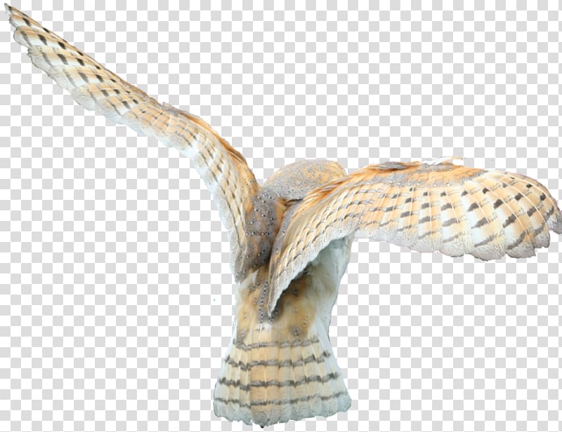 Barn owl Bird De logica van de lidwoorden in de traditionele filosofie, barn transparent background PNG clipart