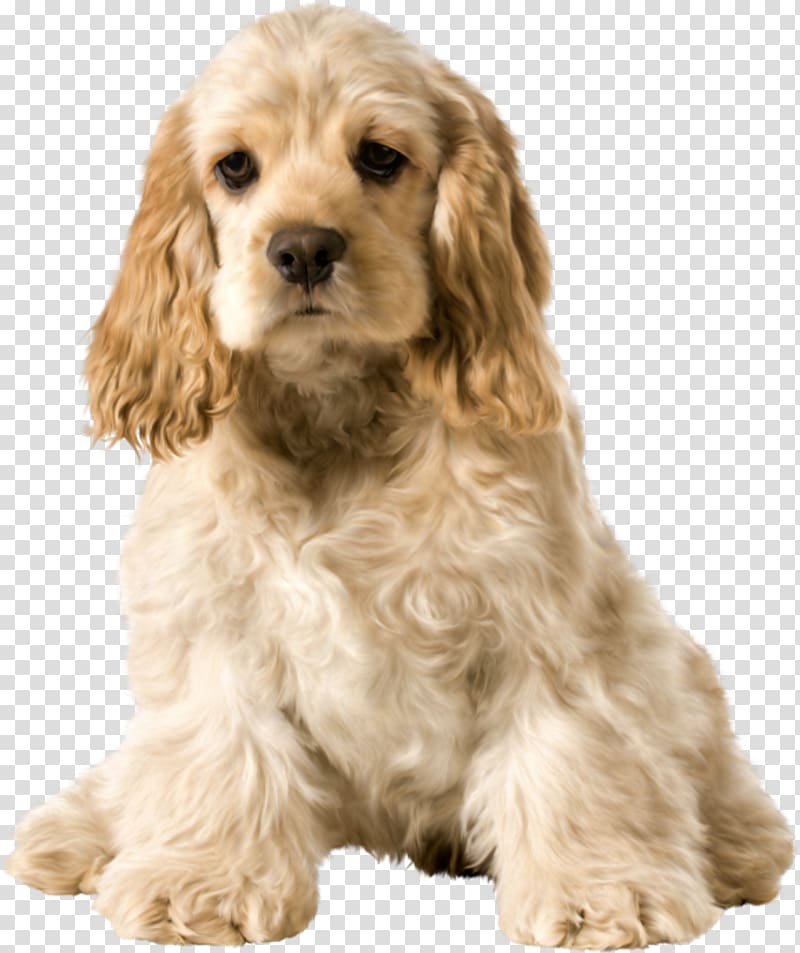 American Cocker Spaniel Field Spaniel English Cocker Spaniel Sussex Spaniel Cockapoo, puppy transparent background PNG clipart
